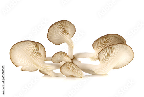 Bhutan Oyster Mushrooms on white