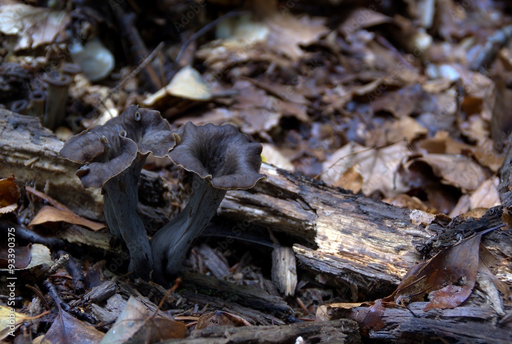 Champignons