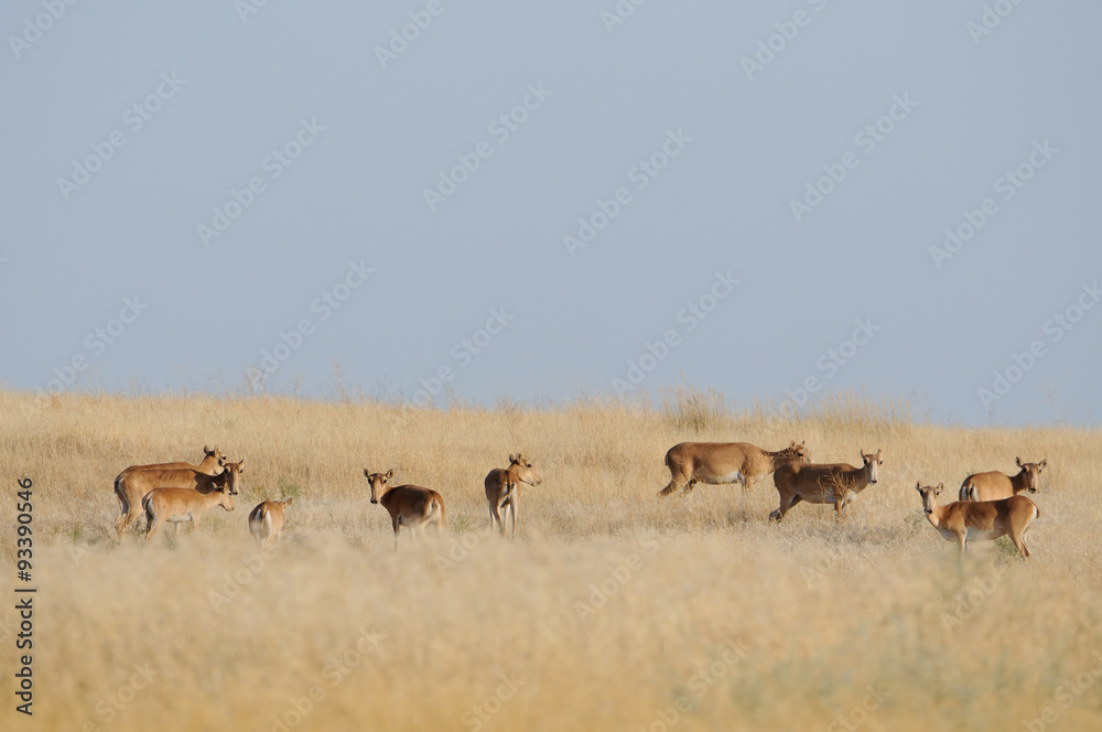 Saiga antelopes herd in morning steppe Saiga antelopes herd in morning steppe