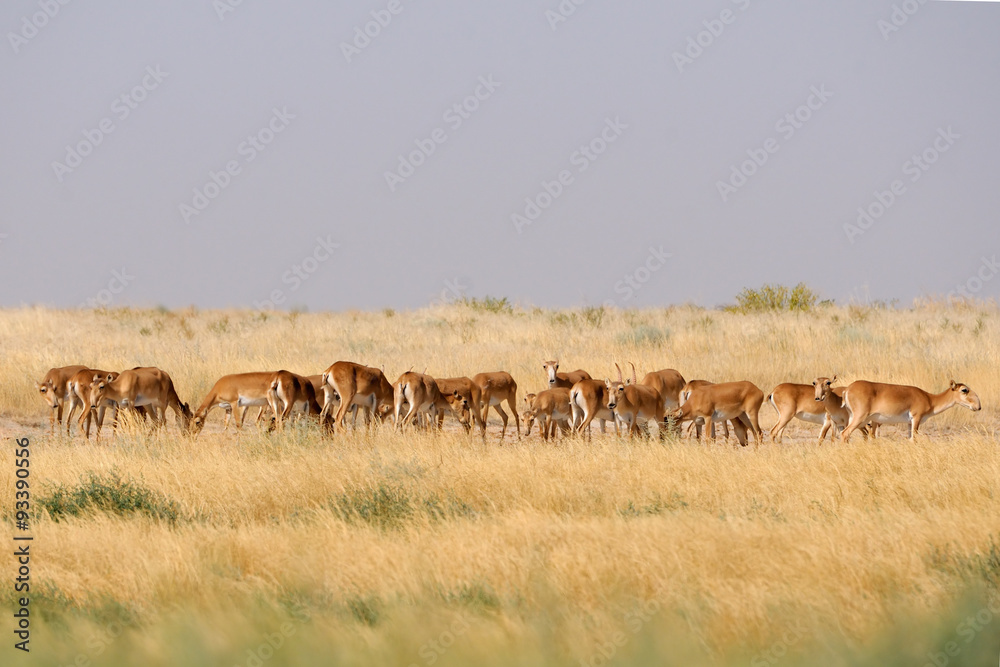 Wild Saiga antelope herd in Kalmykia steppe Wild Saiga antelope herd in Kalmykia steppe