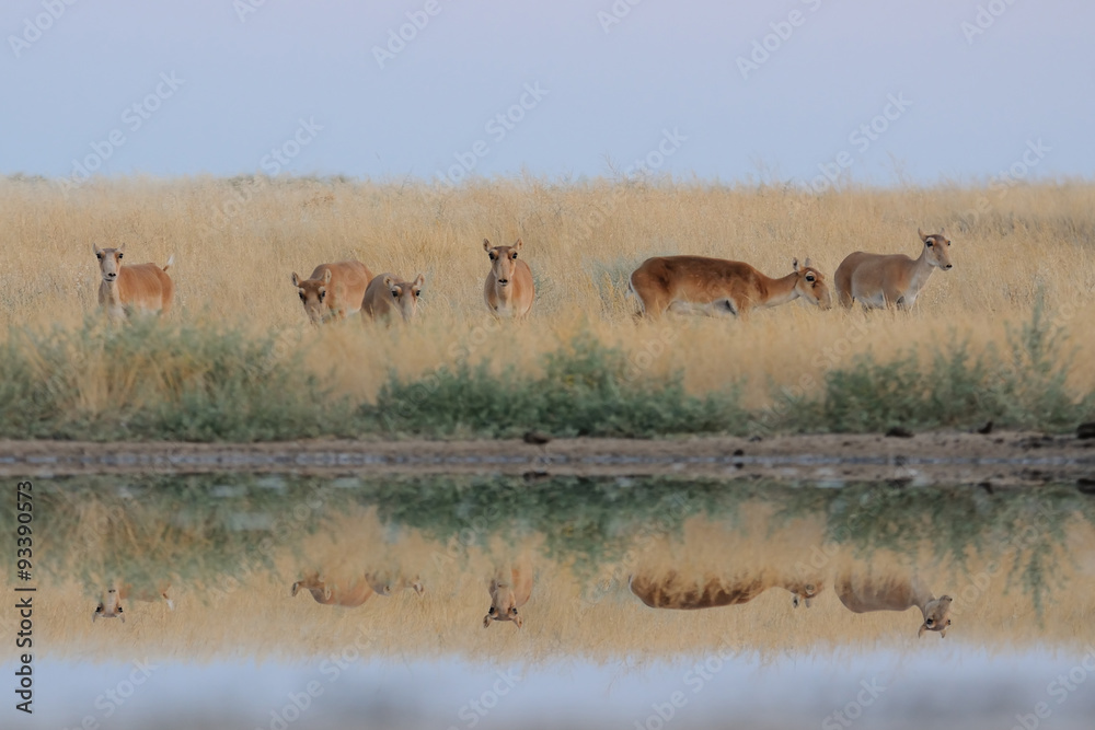 Wild female Saiga antelopes in steppe near watering pond Wild female Saiga antelopes in steppe near watering pond