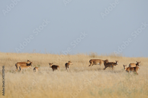 Saiga antelopes herd in morning steppe