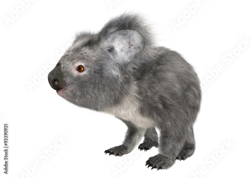Fototapeta Naklejka Na Ścianę i Meble -  Koala