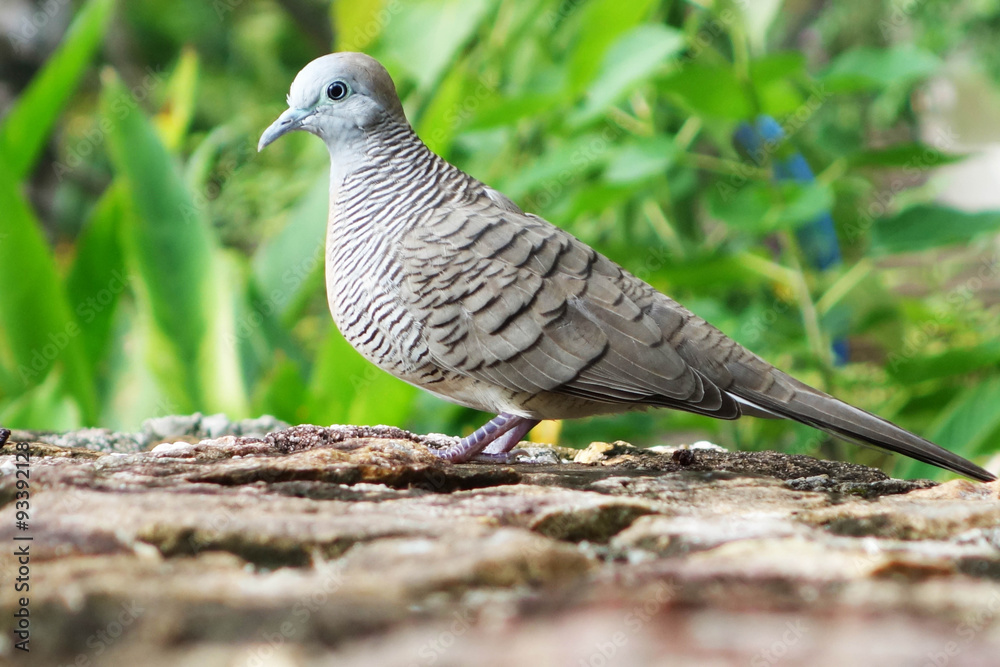 Naklejka premium gray dove in the garden