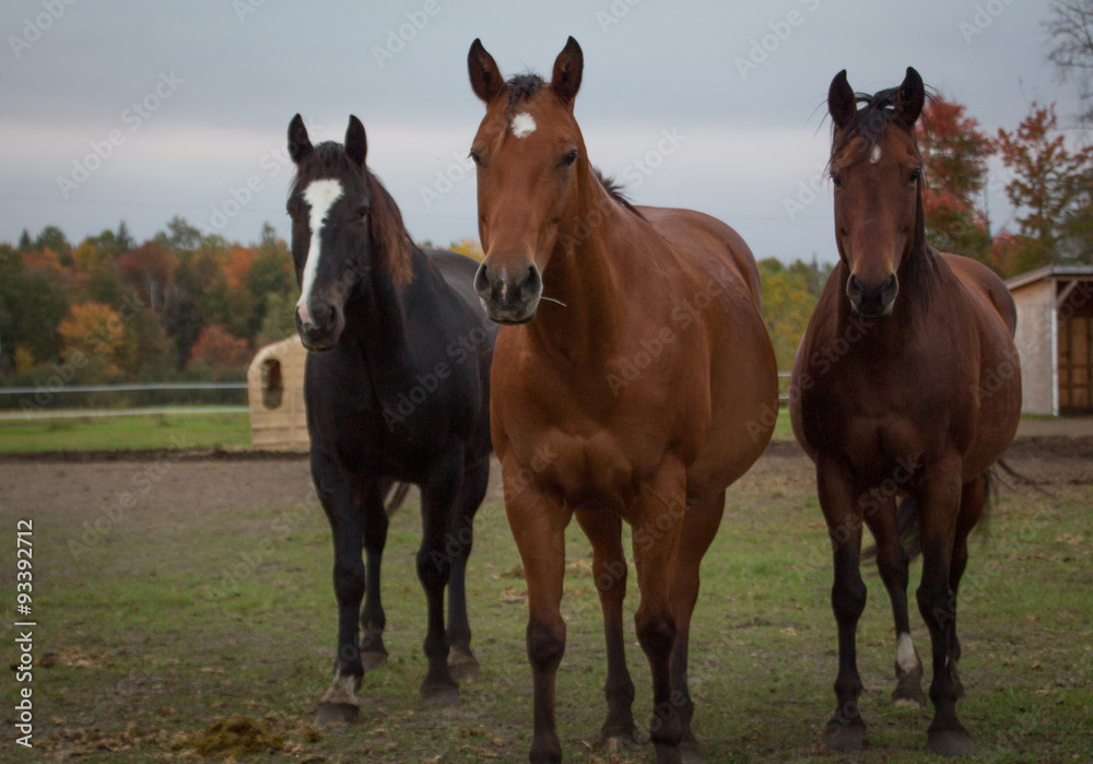 tree horses in the field 