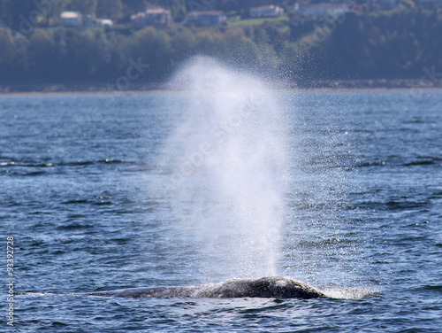 Gray Whale Spouting in the Sunshine