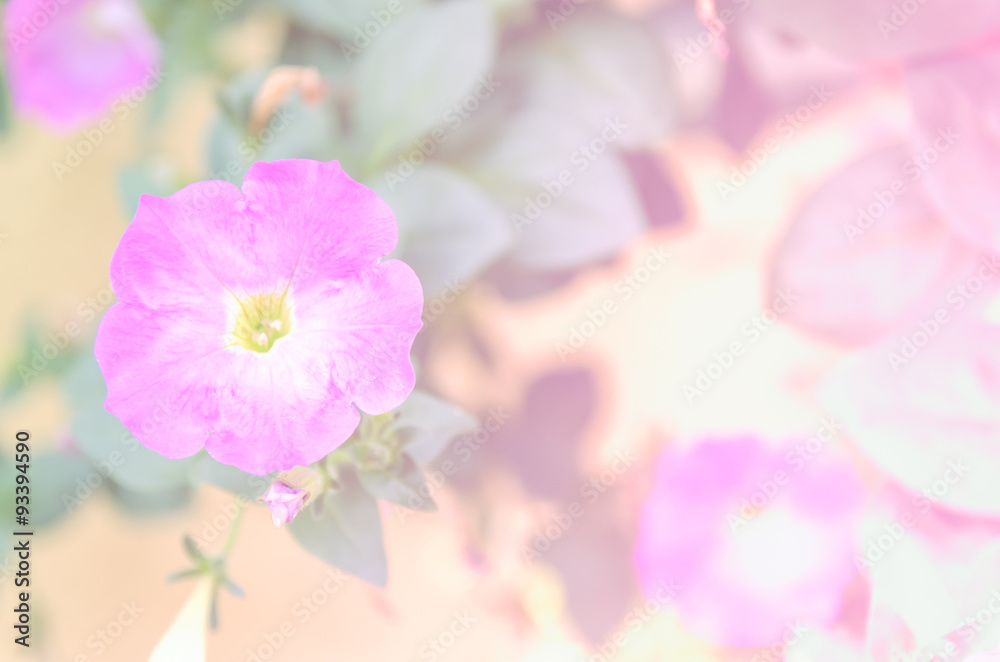 Soft focus floral background
