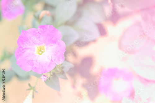 Soft focus floral background © buttlefly