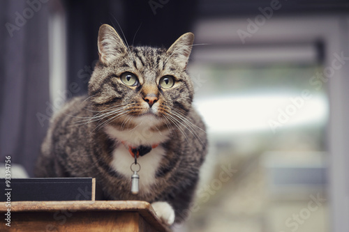 Konstfotografi chat tigré avec médaille dans maison