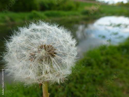 Pusteblume