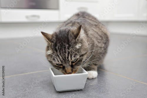 chat tigré mangeant dans cuisine © mariesacha