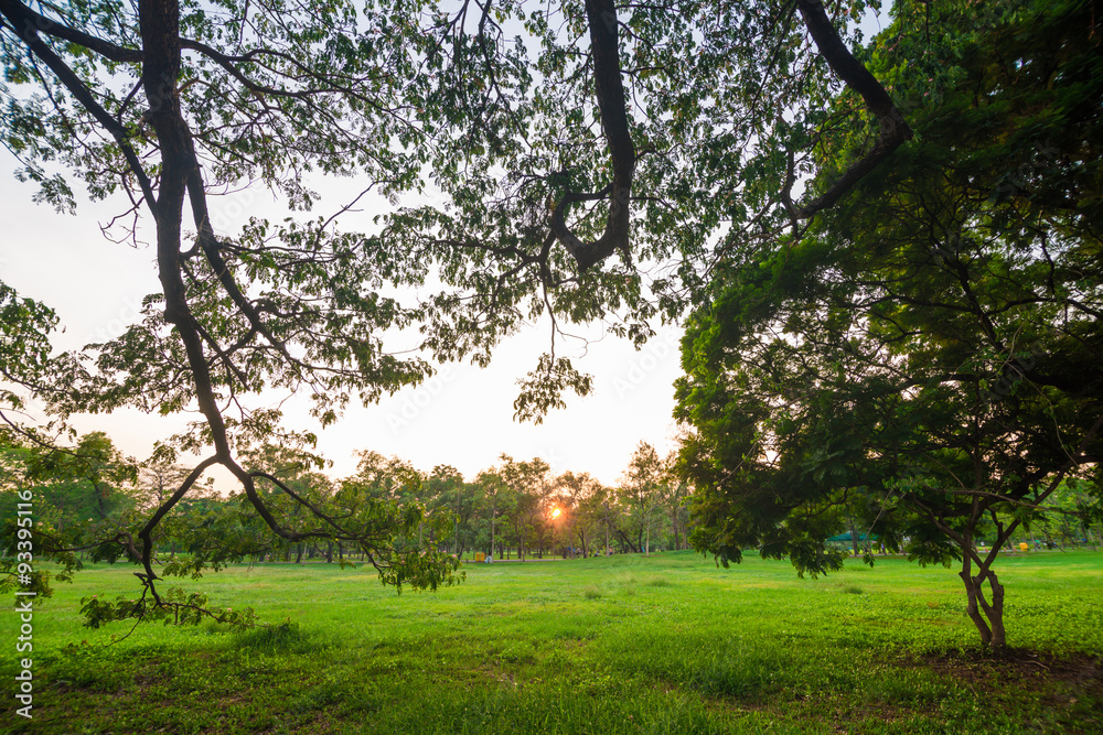 Green lawn with trees in park evening time