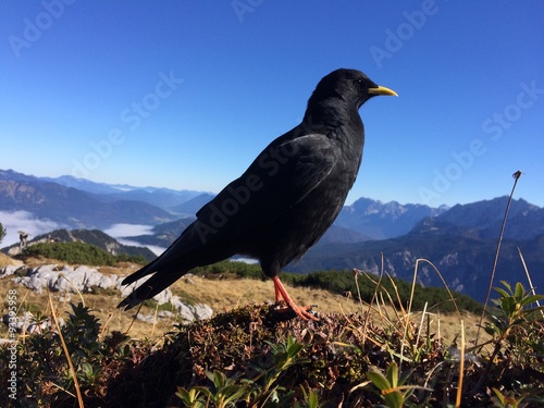 Alpendohle photo