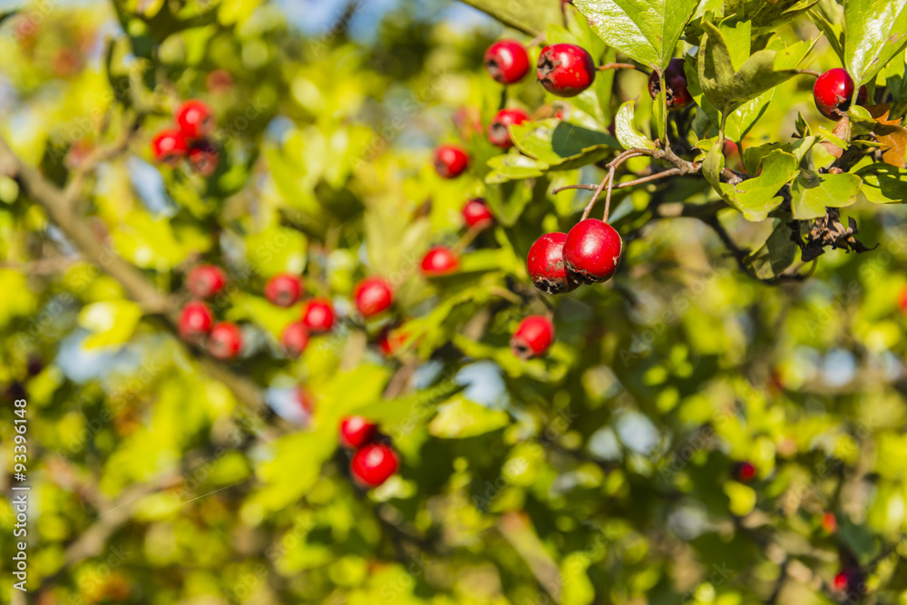 Red fruits of hawthorn