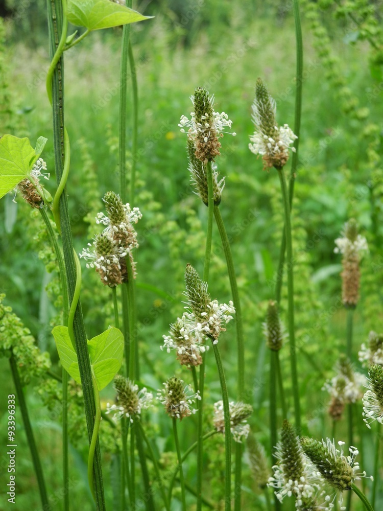 Wilde Wiese mit Spitzwegerich Wilde Wiese mit Spitzwegerich