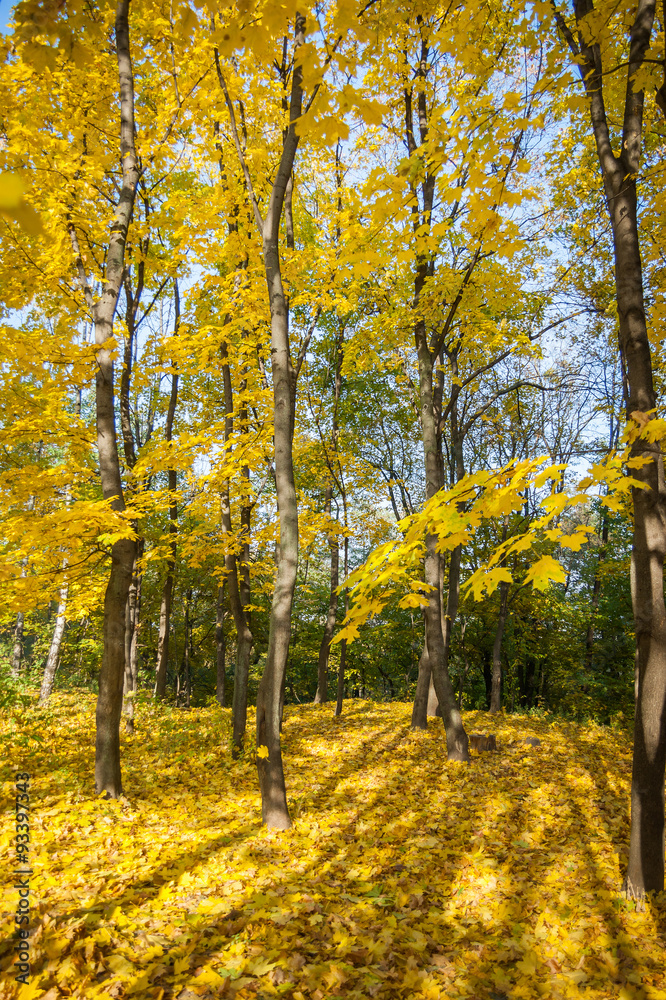 Autumn trees, yellow leaves on trees, autumn landscape, autumn p Autumn trees, yellow leaves on trees, autumn landscape, autumn p