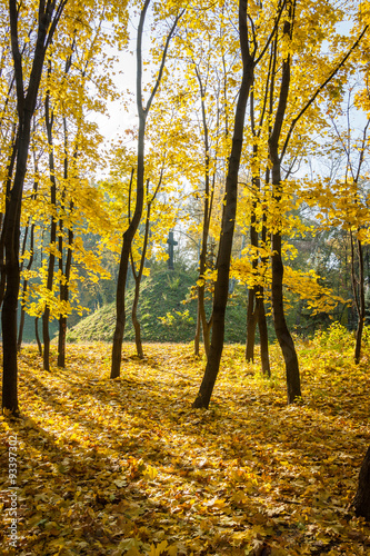 Autumn trees  yellow leaves on trees  autumn landscape  autumn p