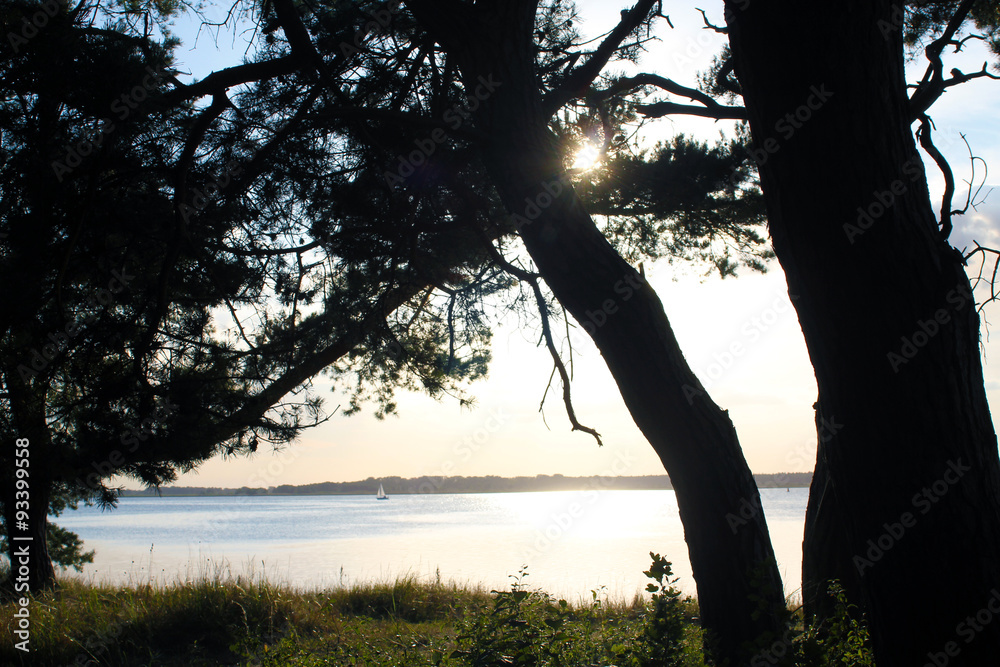 Sonnenuntergang hinter Baum an der Ostsee