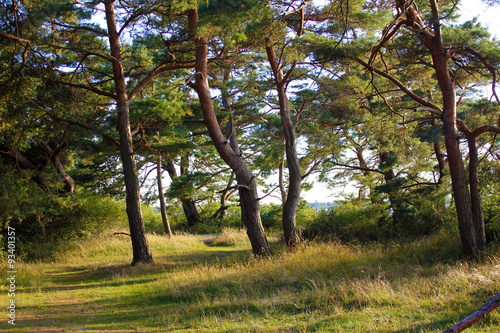 Kiefernwald an der mecklenburgischen Ostsee
