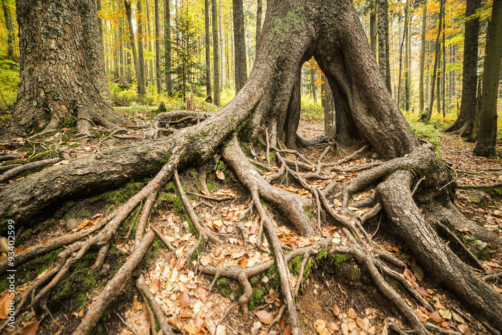 Obraz premium Colourful autumn park in front of a large tree roots