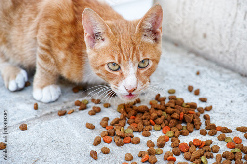 Stray cat and cat food © Stepan Popov