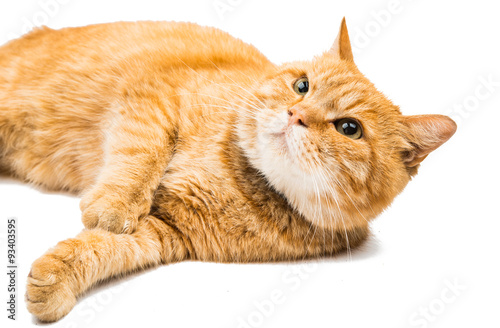 Fototapeta Naklejka Na Ścianę i Meble -  Proud ginger cat is lying