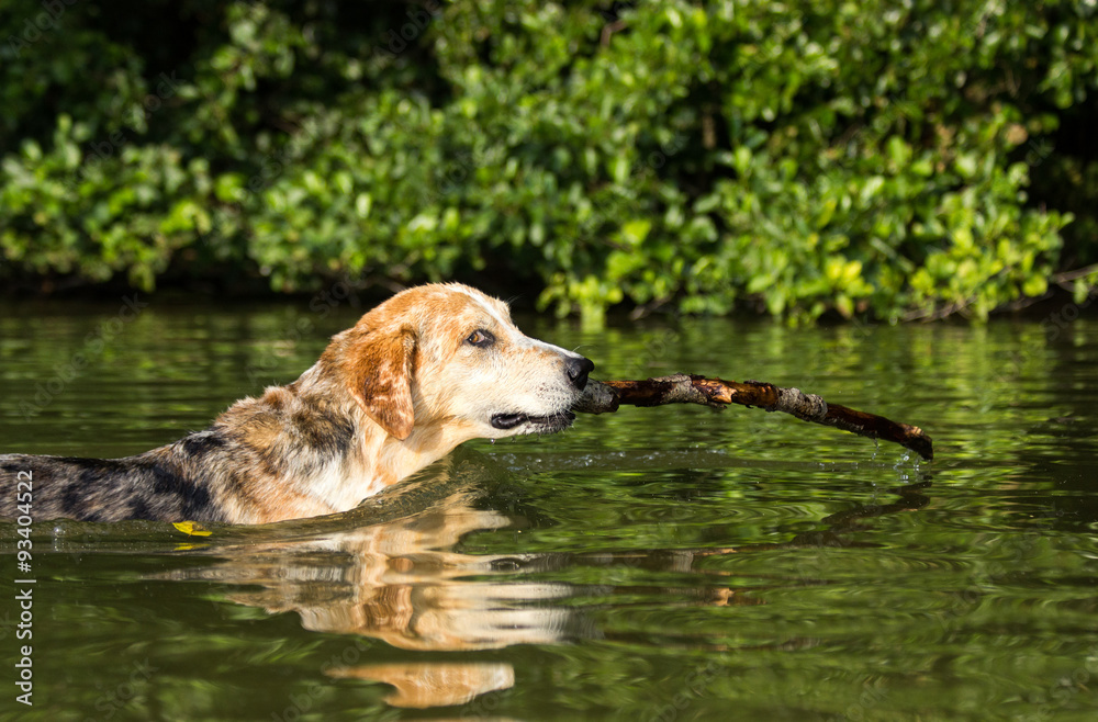 Bunt gepunkteter Hund steht mit einem Stock im Maul im See Bunt gepunkteter Hund steht mit einem Stock im Maul im See