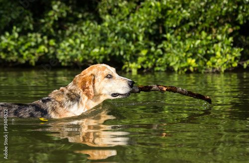 Bunt gepunkteter Hund steht mit einem Stock im Maul im See