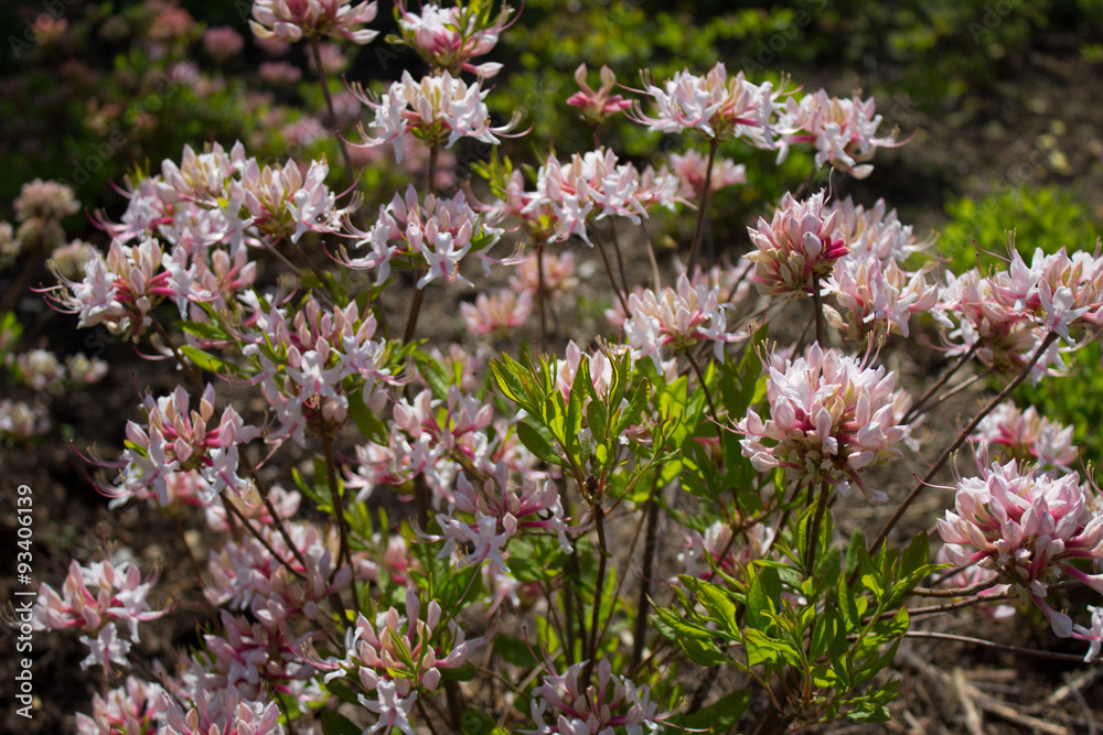 Azalea Flower Azalea Flower