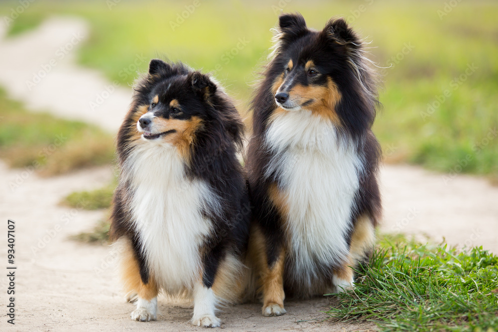 Two black Sheltie dog breed sitting in the background of green field