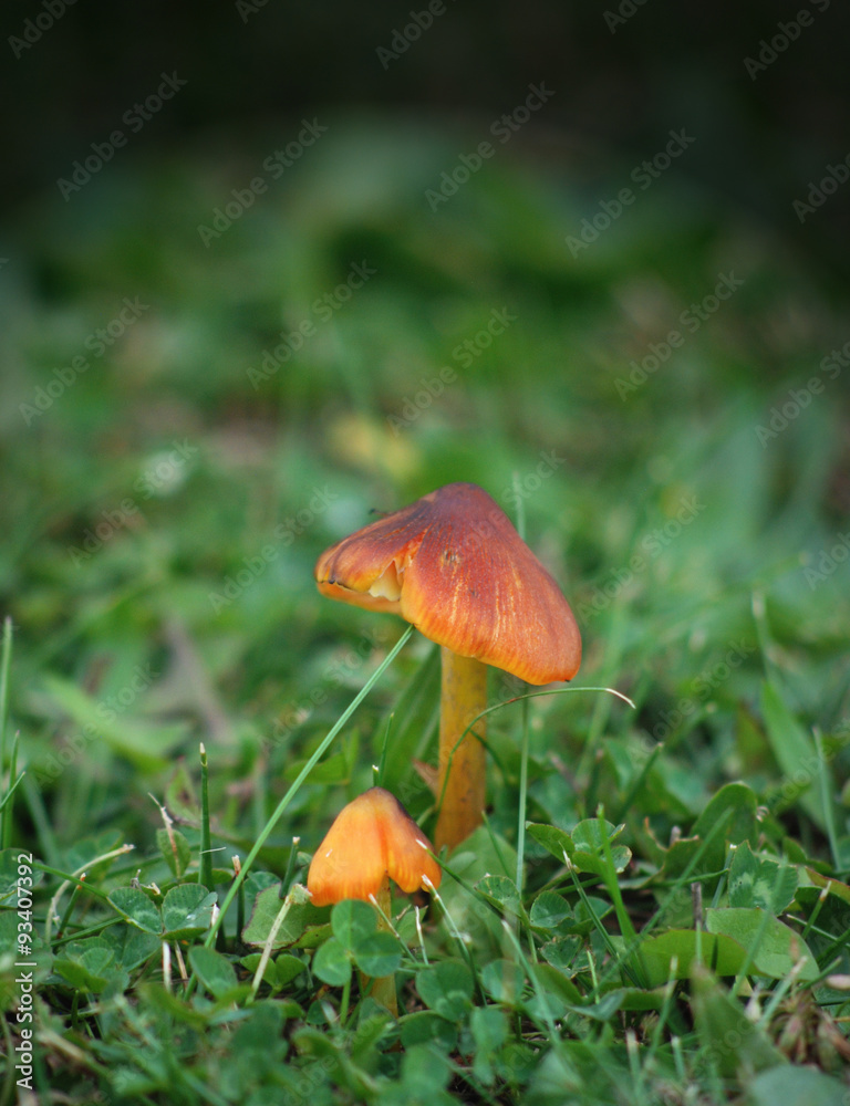 Wild mushroom