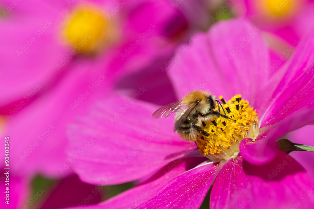 Honigbiene auf Arbeit