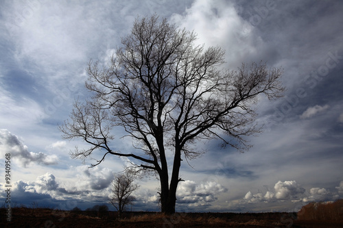 Autumn lonely tree in the wind field