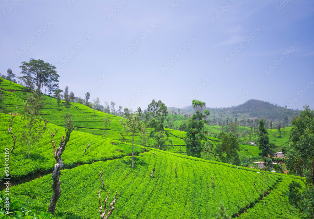 Tea leaves in tea plantation
