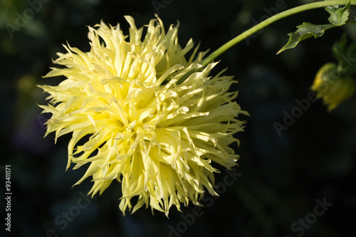 Yellow hanging aster flower