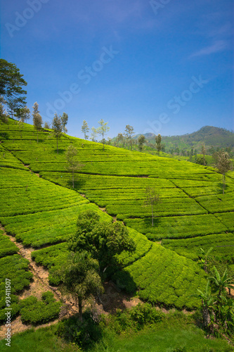 Tea fields in the mountain area in Nuwara Eliya, Sri Lanka
 photo