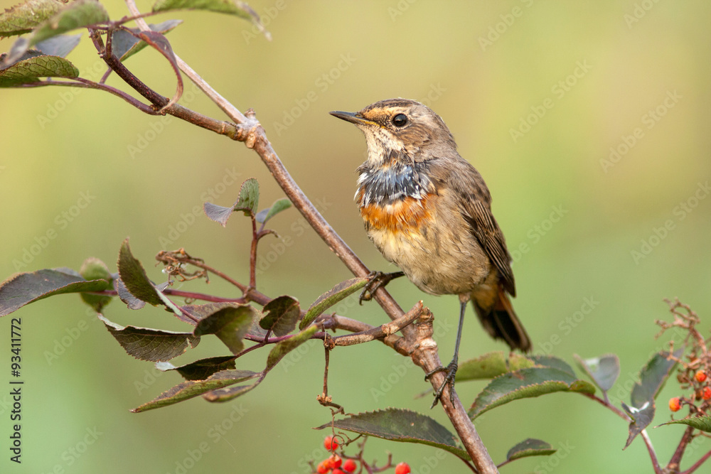 Bluethroat outdoors sits on a cane