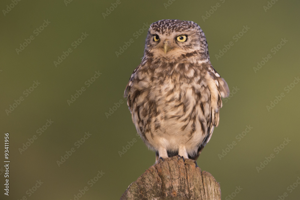 Little Owl Stare Little Owl Stare