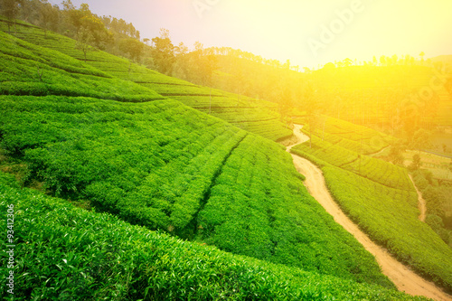 Tea fields in the mountain area in Nuwara Eliya, Sri Lanka
 photo