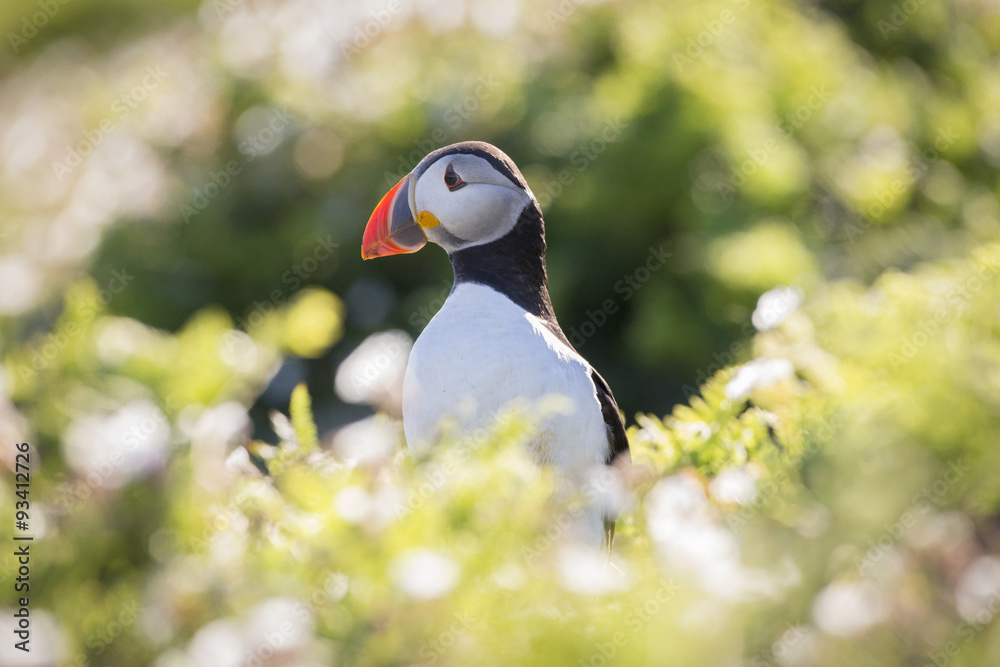 Fototapeta premium Puffin