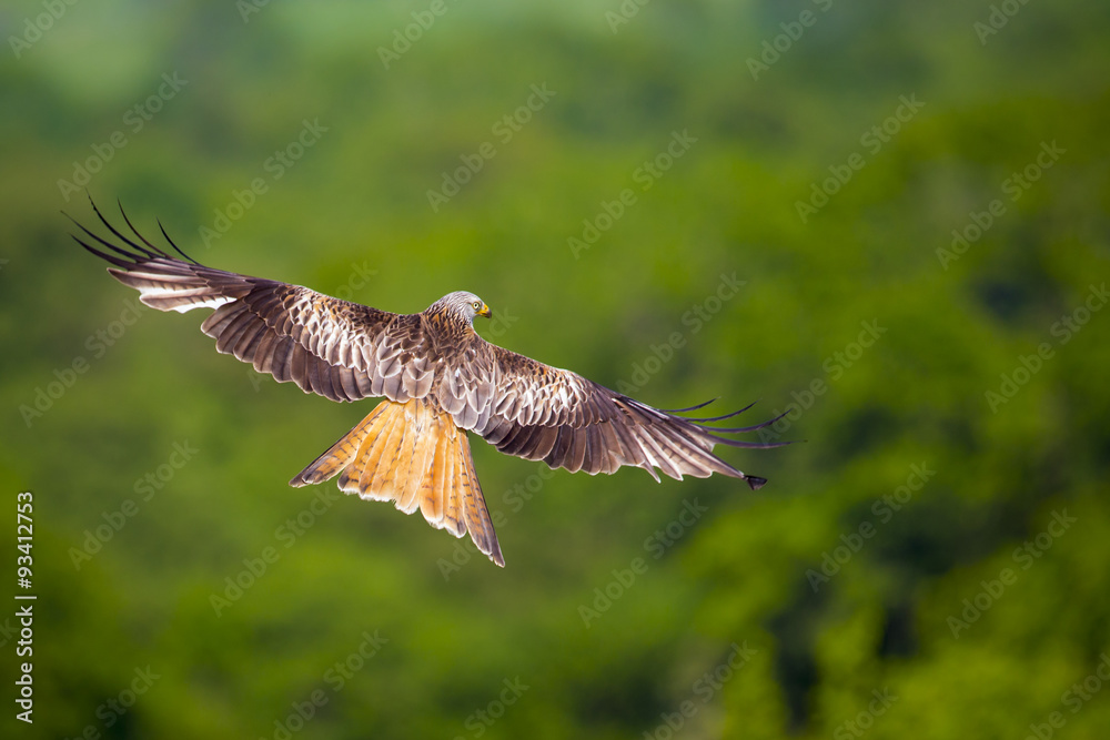 Obraz premium Red Kite in Flight 