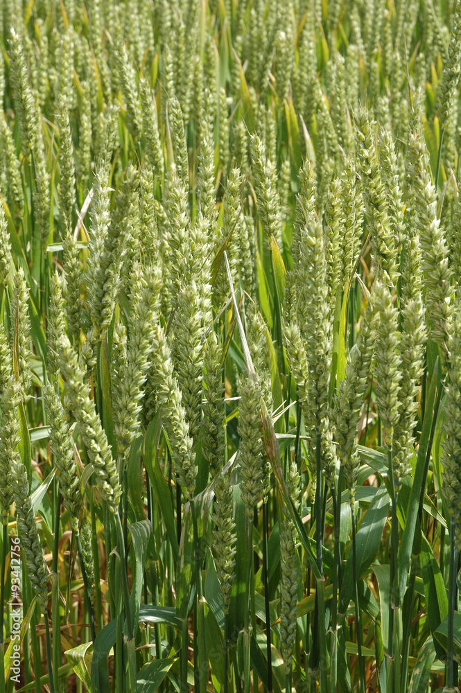 Ears of wheat
