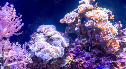 Coral reef in aquarium #93412741