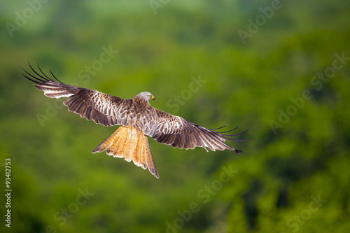 Red Kite in Flight  © Ian Schofield