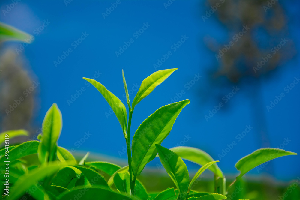Tea fields in the mountain area in Nuwara Eliya, Sri Lanka
Tea fields in the mountain area in Nuwara Eliya, Sri Lanka