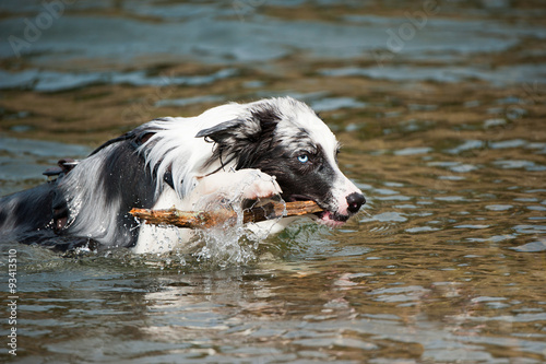 Hund holt Stock aus dem Wasser