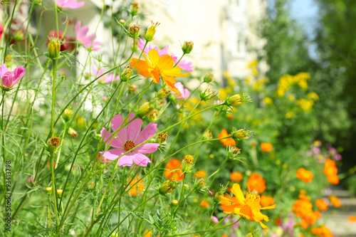 Fototapeta Naklejka Na Ścianę i Meble -  Fresh flowers over green grass background