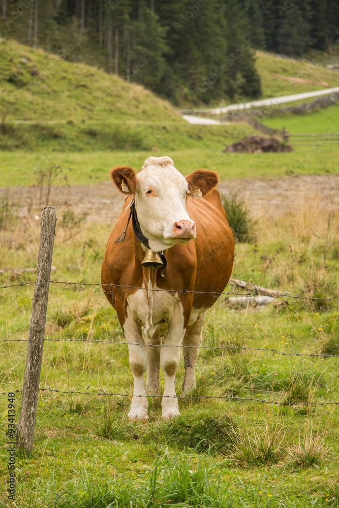 Pinzgauer Kuh auf der Alm