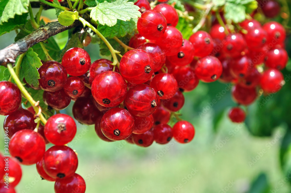 close-up of a  red currant