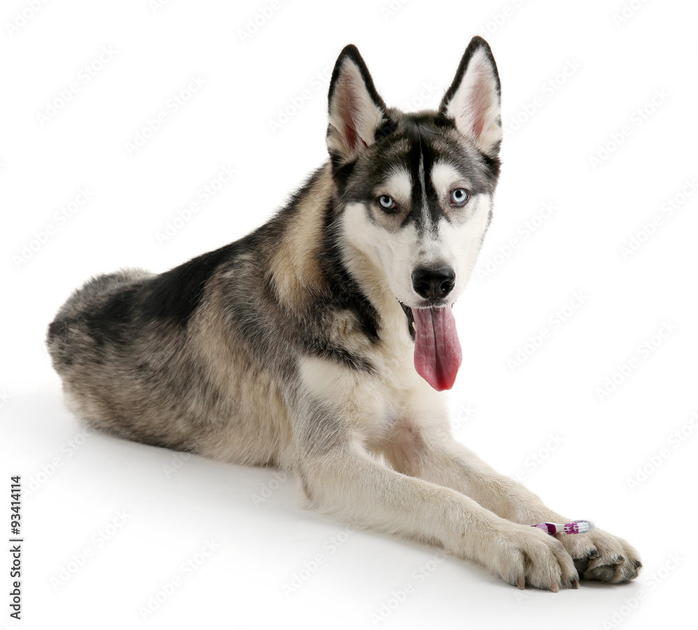 Beautiful huskies dog with toothbrush isolated on white